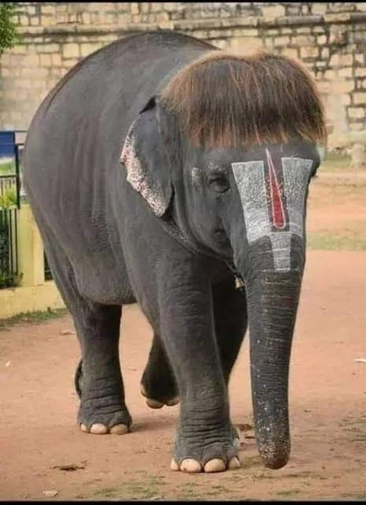 elephant.jpeg